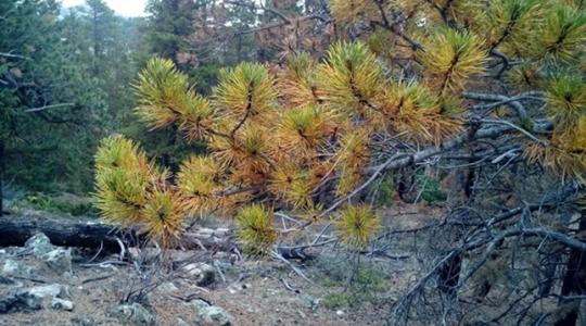 Ezért szenved a talaj évtizedekig az erdőtüzek után
