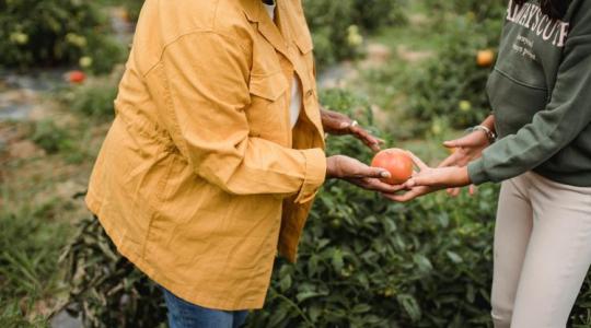 Pontosította a kormány az agrárgazdaságok átadásának szabályait