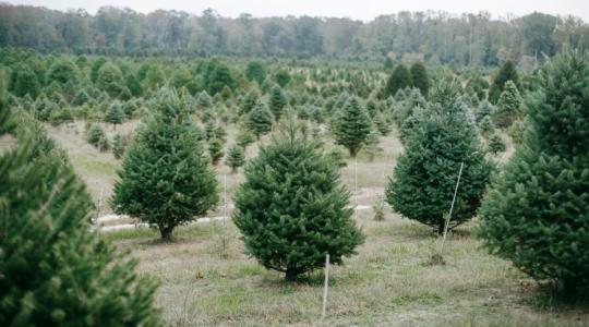 Miért illatozik annyira a karácsonyfa? Ez a válasz