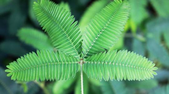 A mimóza tanul, emlékezik, és eldönti, mikor nem érdemes félni?