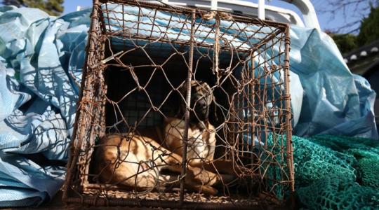 Tilos lesz a kutyahúsfogyasztás, végre észbe kaptak a koreaiak