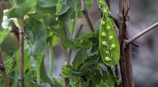 Borsó és szója oktatás 2026