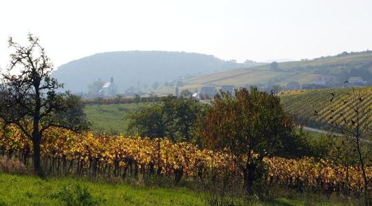 Kevesebb eső, több kihívás a szőlőültetvényeken