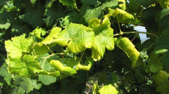 Aszály, betegségek, kényszerű váltások: ilyen ma borásznak lenni +VIDEÓ