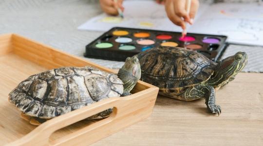 Amikor a jó szándék is pusztít: miért tilos teknőst szabadon engedni?