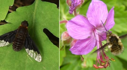 Ideje másképp nézni ezekre a kis "szárnyasokra"
