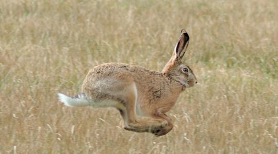 Elképesztő: illegális nyúlhajtók keserítik meg a brit gazdák életét