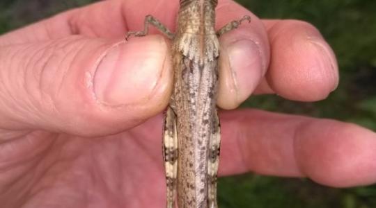 Már ekkora sáskával is találkozhatsz Magyarországon!