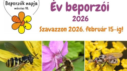 Az Év beporzói 2026: a legyek is hasznosak!