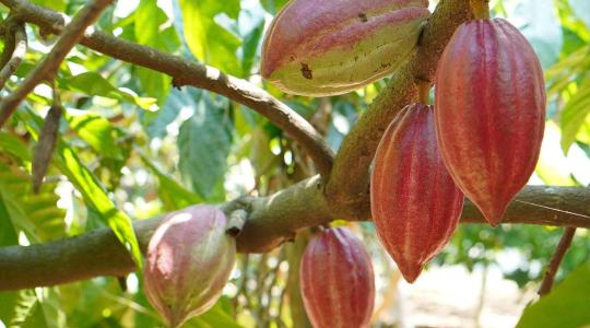 Kakaóválság a láthatáron? Van kiút?