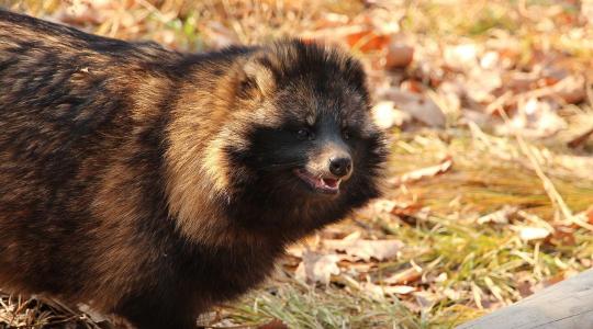 Csendben terjeszkedik egy ragadozó Magyarországon
