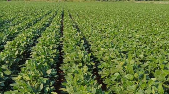 Új, nagy terméspotenciálú szójafajta a magyar piacon