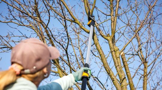 Szilvafa metszése a hideg hónapokban – így kerüld el a visszaszáradást