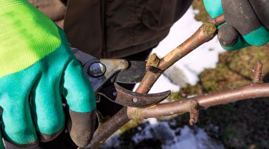 Körtefa metszése januárban – miért érzékenyebb, mint hinnéd?