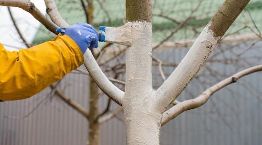 Gyümölcsfa törzsmeszelés januárban – így előzd meg a kéregrepedést