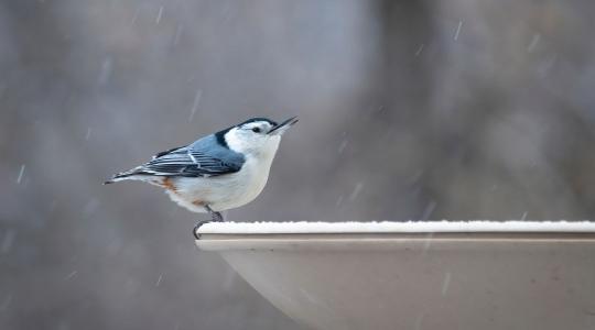 Madarak itatása télen – mi marad folyékony fagyban is?