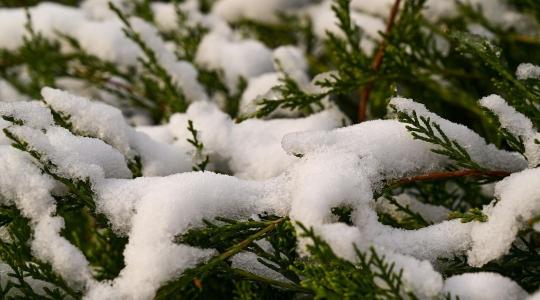 Tuják hónyomás ellen – kötözés és támasztás lépésről lépésre