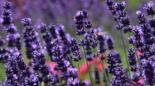 Levendula téliesítése – a leggyakoribb takarási hiba, ami kifagyáshoz vezet