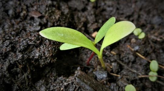 Palántanevelés januárban – mit érdemes már most elvetni bent?