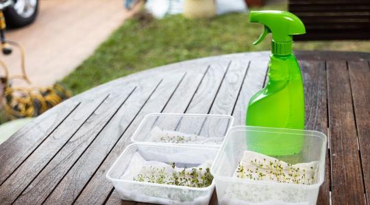 Vetőmag csírateszt otthon – így derül ki januárban, mi az, ami még életképes