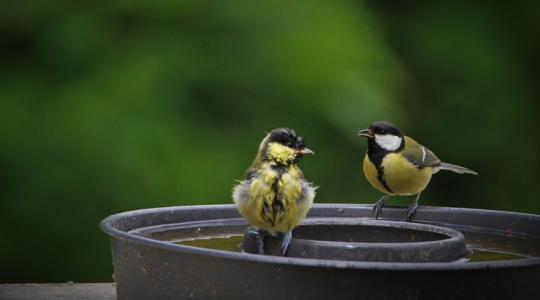 A madarak téli itatója: hogyan ne fagyjon be fél nap alatt?