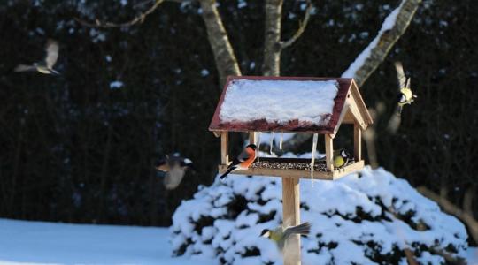Cinege vs. verebek: mitől lesz „egyensúly” az etetőnél?