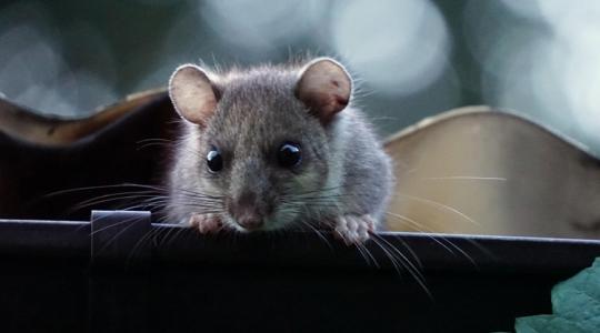 A rágcsálók téli beszivárgása: 5 jel a tárolóban, amit nem veszel észre