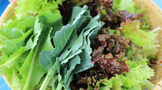 Fóliában telelő zöldek: a januári fényhiány 3 tünete