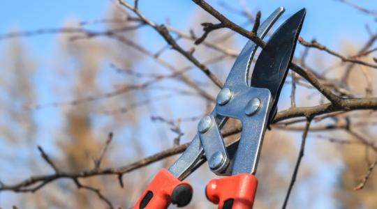 Januári metszés-előkészítés: mit élezz, mit fertőtleníts?