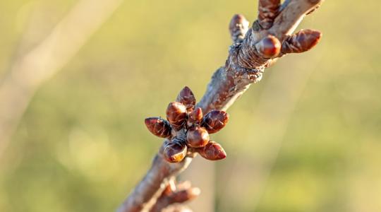 Gyümölcsfák rügyvizsgálata: mit látsz januárban a következő szezonból?