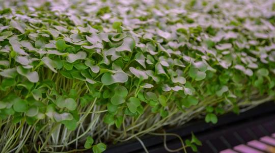 Mikrozöldek télen: 3 hiba, amitől nyálkás lesz a tálca