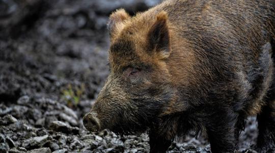 Döbbenetes fordulat az afrikai sertéspestis vírusának vizsgálatában