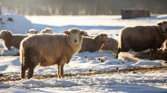Fagymentes itató megoldások – melyik működik valóban tartós mínuszban?