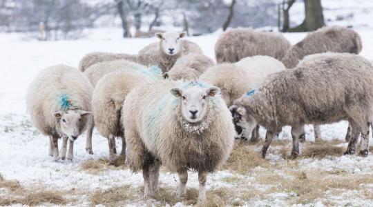 Juhok teleltetése – almozás, ellés-előkészítés, parazita-kontroll januárban