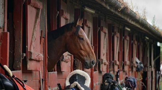 Lóistálló szellőzés télen – ammónia és pára: a rejtett rizikók