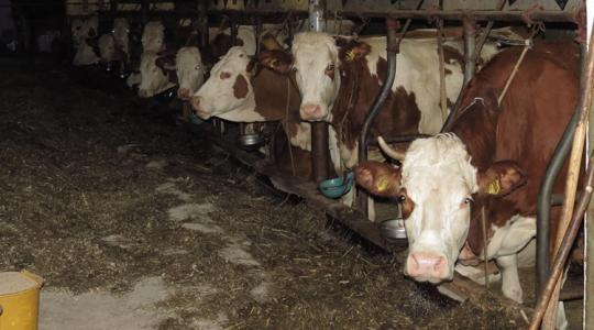 Szarvasmarhák téli etetése: a „csendes” kondícióromlás jelei