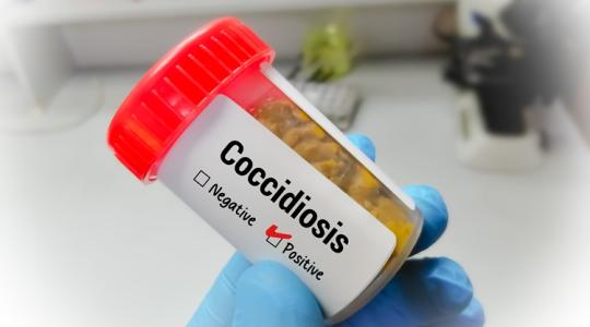 Juhállomány januárban: mikor gyanakodj parazitára télen is?