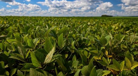 Kapcsolja a szója termesztését talajoltással turbófokozatra!