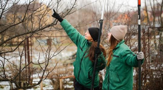 Ne hagyd, hogy a tél károsítsa a gyümölcsfáidat! Most dől el, mennyi termésed lesz!