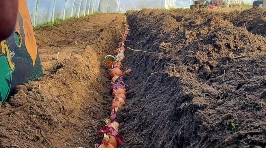 Ami a kamrában hulladék, a kertben aranyat ér – így spórolhatsz!