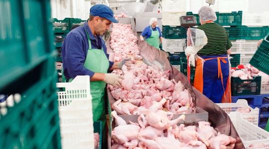 Európa baromfiipara új korszakba lép – Lengyelország diktálja a tempót