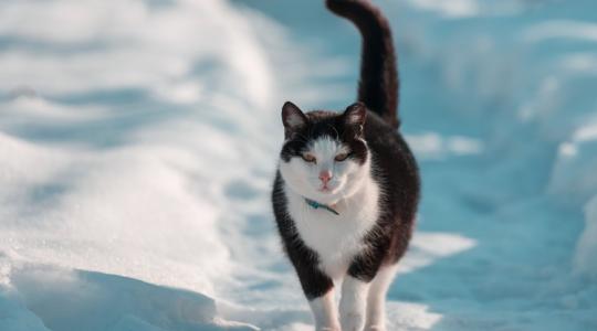 Kiszorult a mínuszokba: így lett TikTok-sztár a reklamáló szobacicából +VIDEÓ