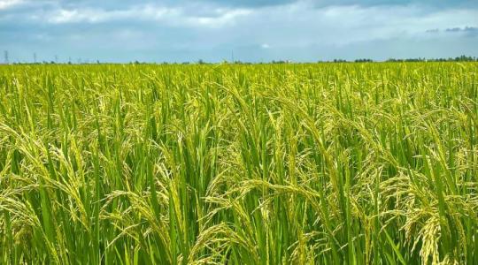 Ha esetleg rizst termelnél, jó ha tudsz erről: változnak a játékszabályok