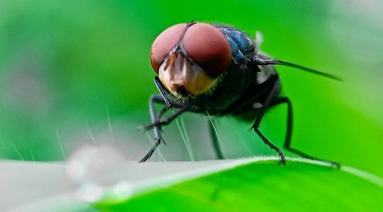 "Horrorféreg" Amerikában: élve falja fel az állatokat a délről érkező szörnyeteg