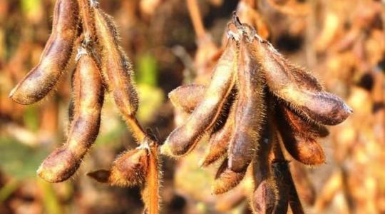 Vetőmag a termelőtől a termelőnek