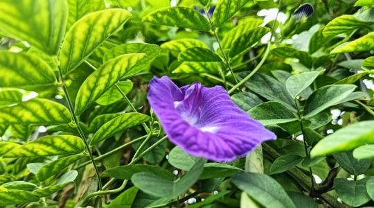 Vadon élő kúszónövényből piacképes termék?