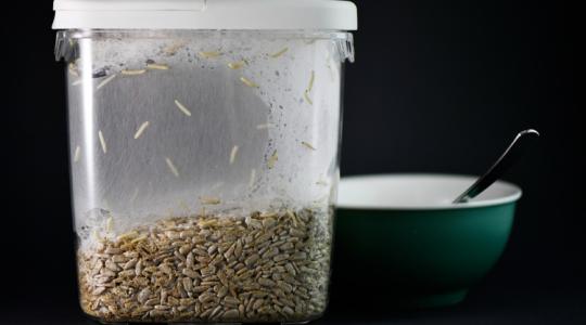 Ha erre nem figyelsz, ellephetik az otthonod a molylepkék!