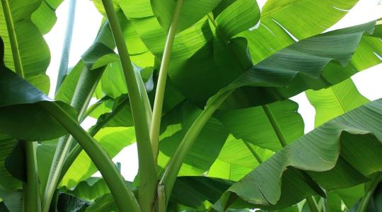 Miért nem való a banán a magyar kertekbe?
