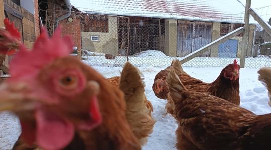 Ezekre a mezőgazdasági pályázatokra érdemes figyelni 2026 elején