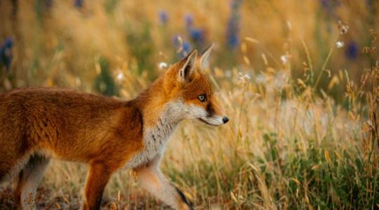 Vigyázz! Egy marék erdei bogyó is nagy bajt okozhat